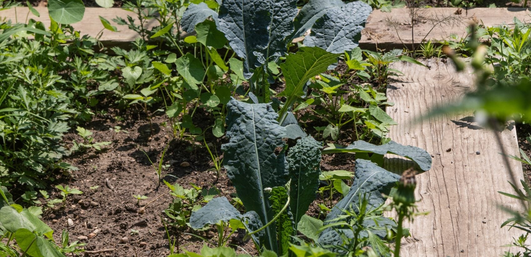 Kale plants in the Summer Winter Community Garden