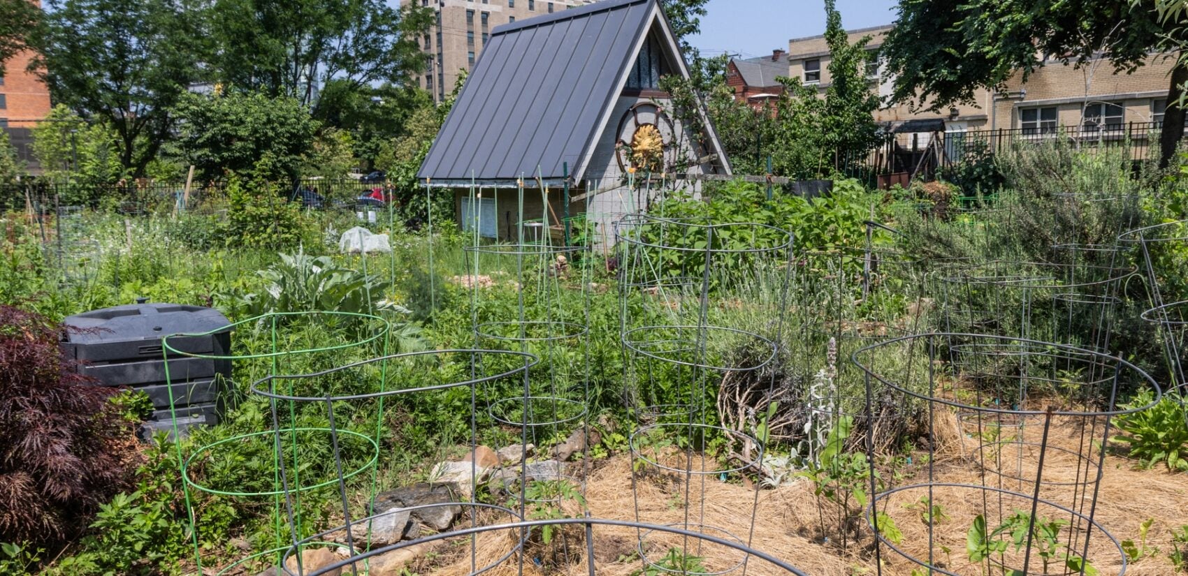 Tomato plants in the Summer Winter Community Garden