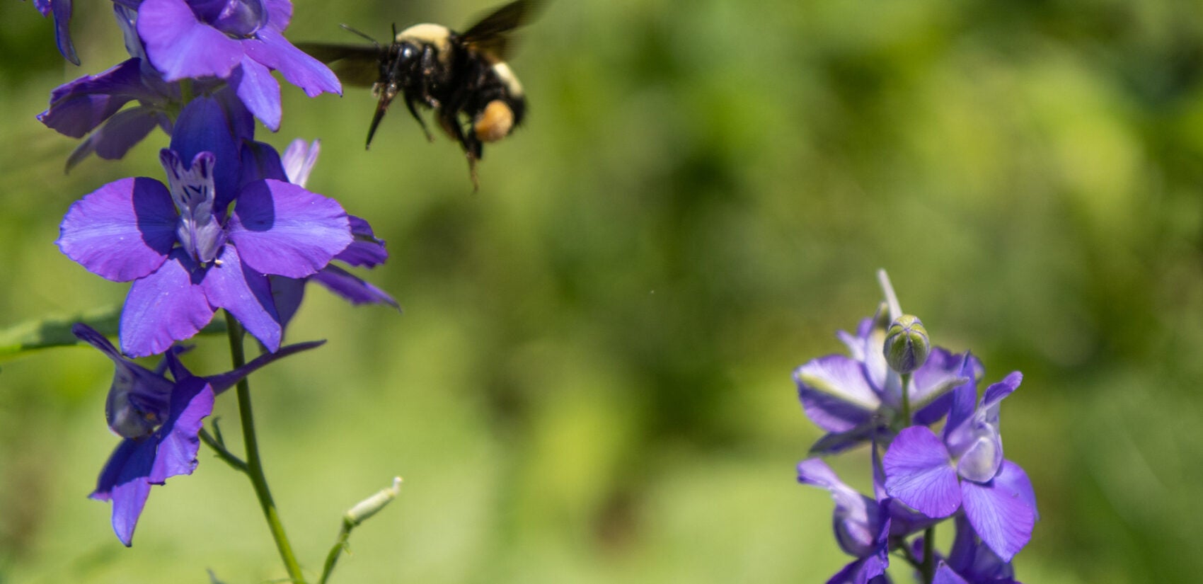 a bee hovers near a flower in the Summer Winter Community Garden