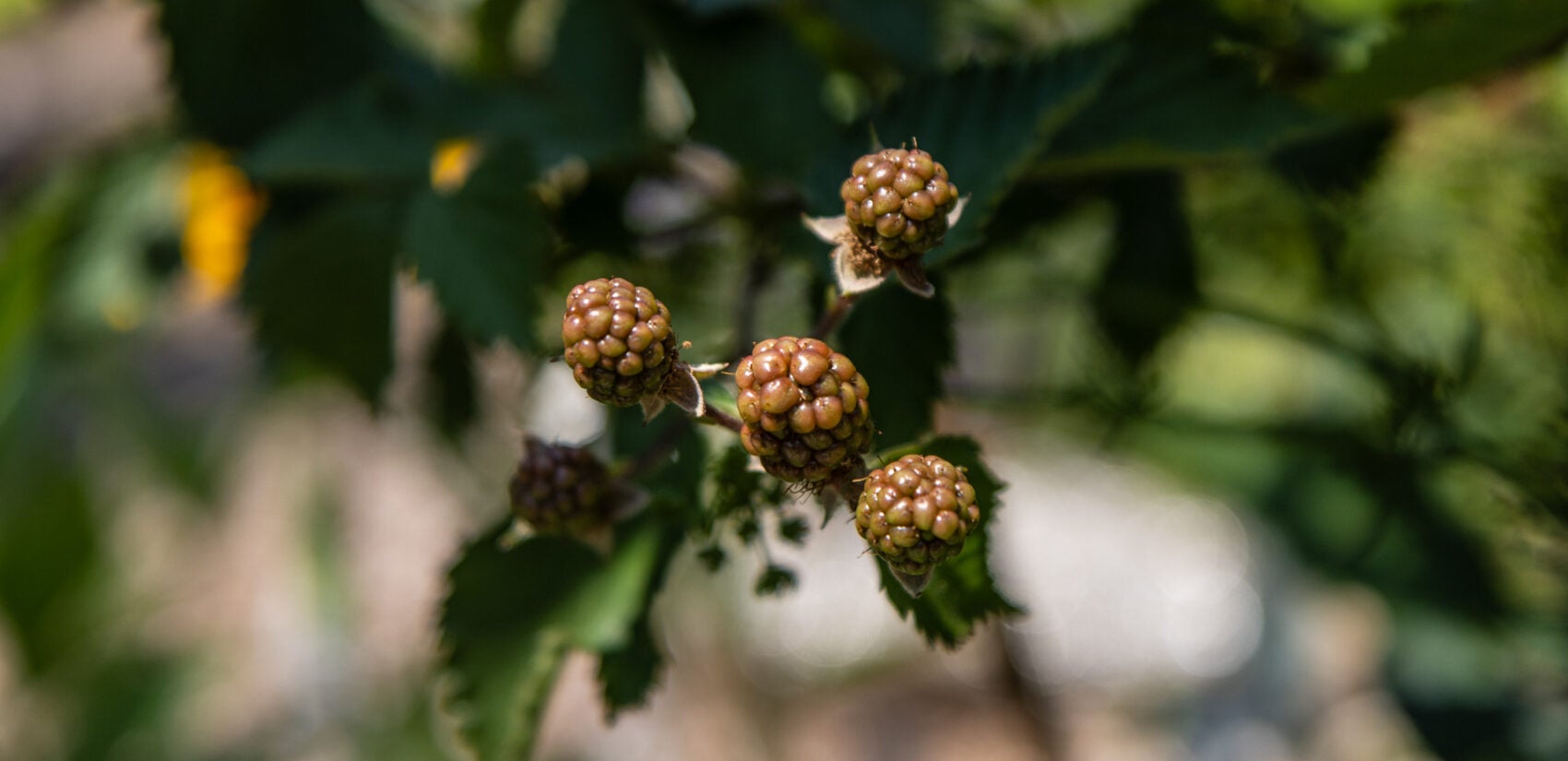 Ripening blackberries in the Summer Winter Community Garden