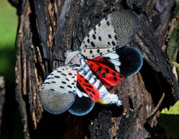 A closeup of a spotted lanternfly