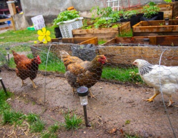 Chickens on chicken farm
