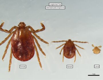 A longhorned tick, or Haemaphysalis longicornis, is seen through its life stages.