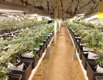 Medical marijuana center near Frankford