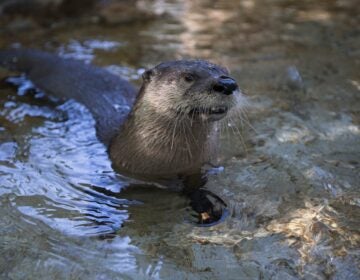 A North American River Otter swimming