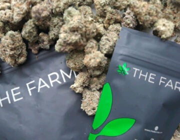 marijuana from The Farm